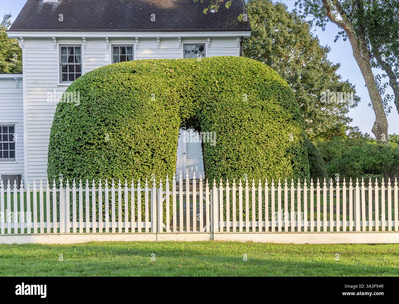 Große gepflegte Hecke mit kleiner Öffnung vor einem alten Haus Stockfoto