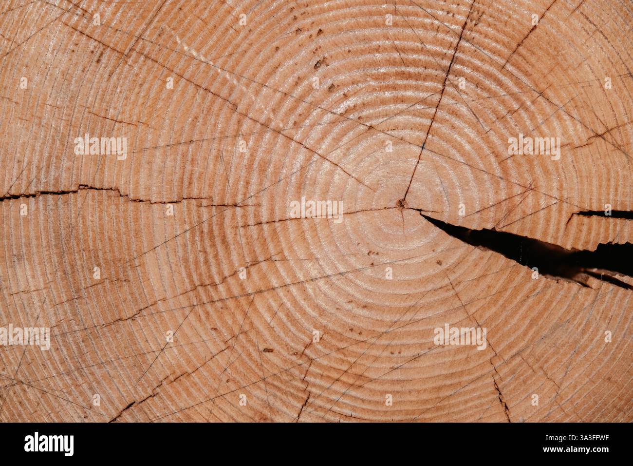 Eine Nahaufnahme des Querschnitts eines Baumstammes zeigt sein Alter durch Ringmuster, die durch Alter und Risse gebildet werden Stockfoto