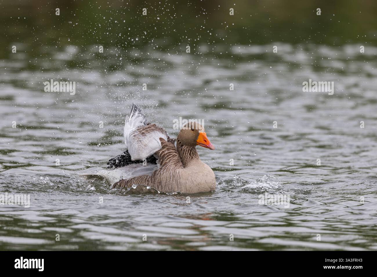 Rosafarbene Gans, die auf einem Teich plätschert Stockfoto