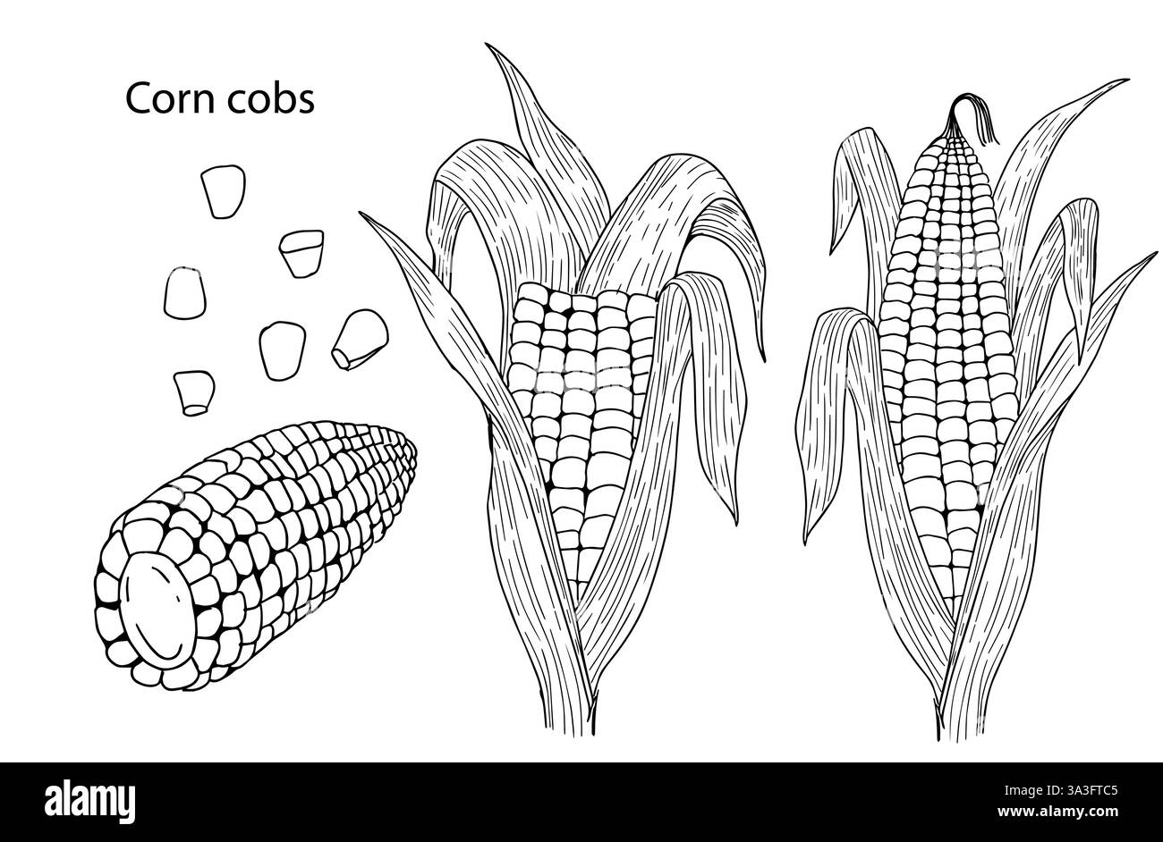 Eine Reihe von schwarz-weißen Vektor-Illustrationen von Maiskolben, ganz und gebrochen auf weißem Hintergrund. Handgefertigt. Etikettenkonzept auf Mais, gesundes Essen, Tassen Stock Vektor