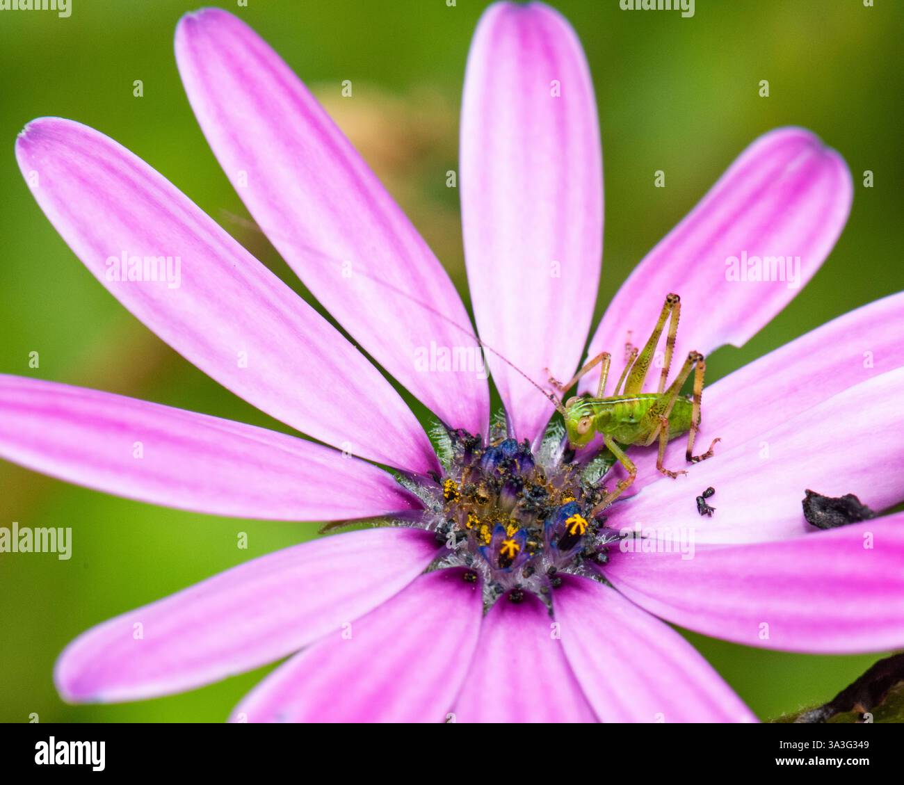 Grüner Grashüpfer auf violettem afrikanischen Gänseblümchen Stockfoto