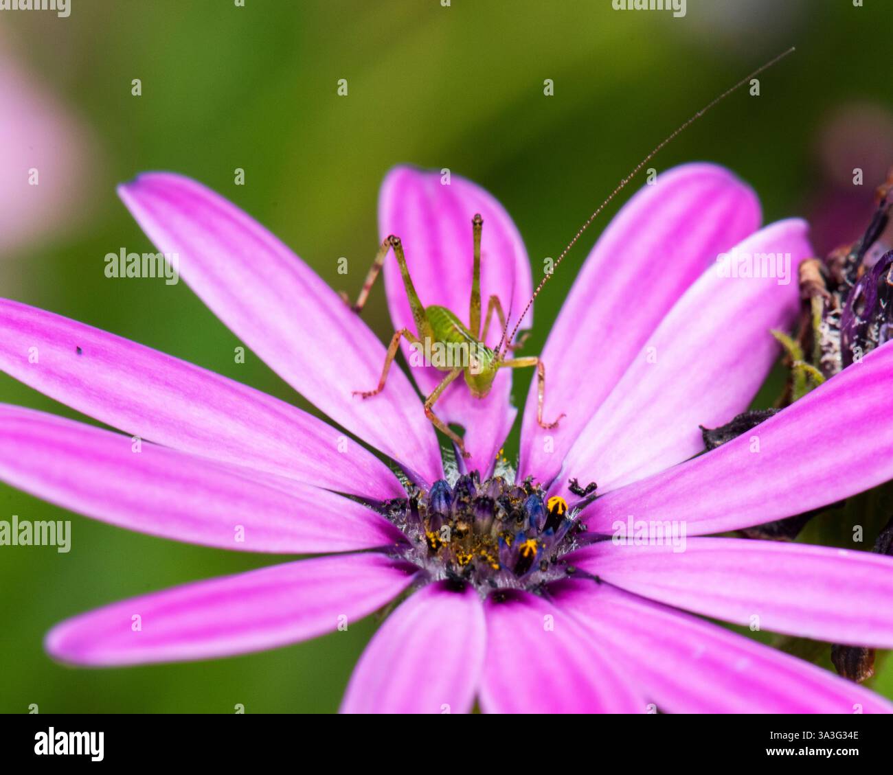 Grüner Grashüpfer auf afrikanischem Gänseblümchen Stockfoto