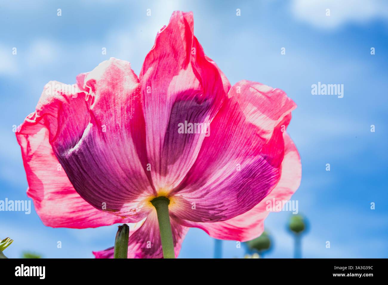 Nahaufnahme der Unterseite eines Opiummohns Stockfoto