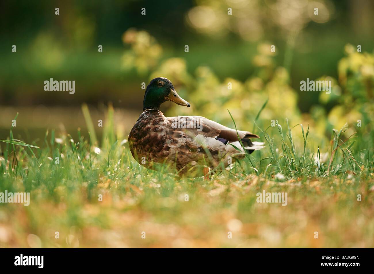 Nahansicht. Stockenten stehen auf grünem Gras in einer ruhigen Parklandschaft. Stockfoto