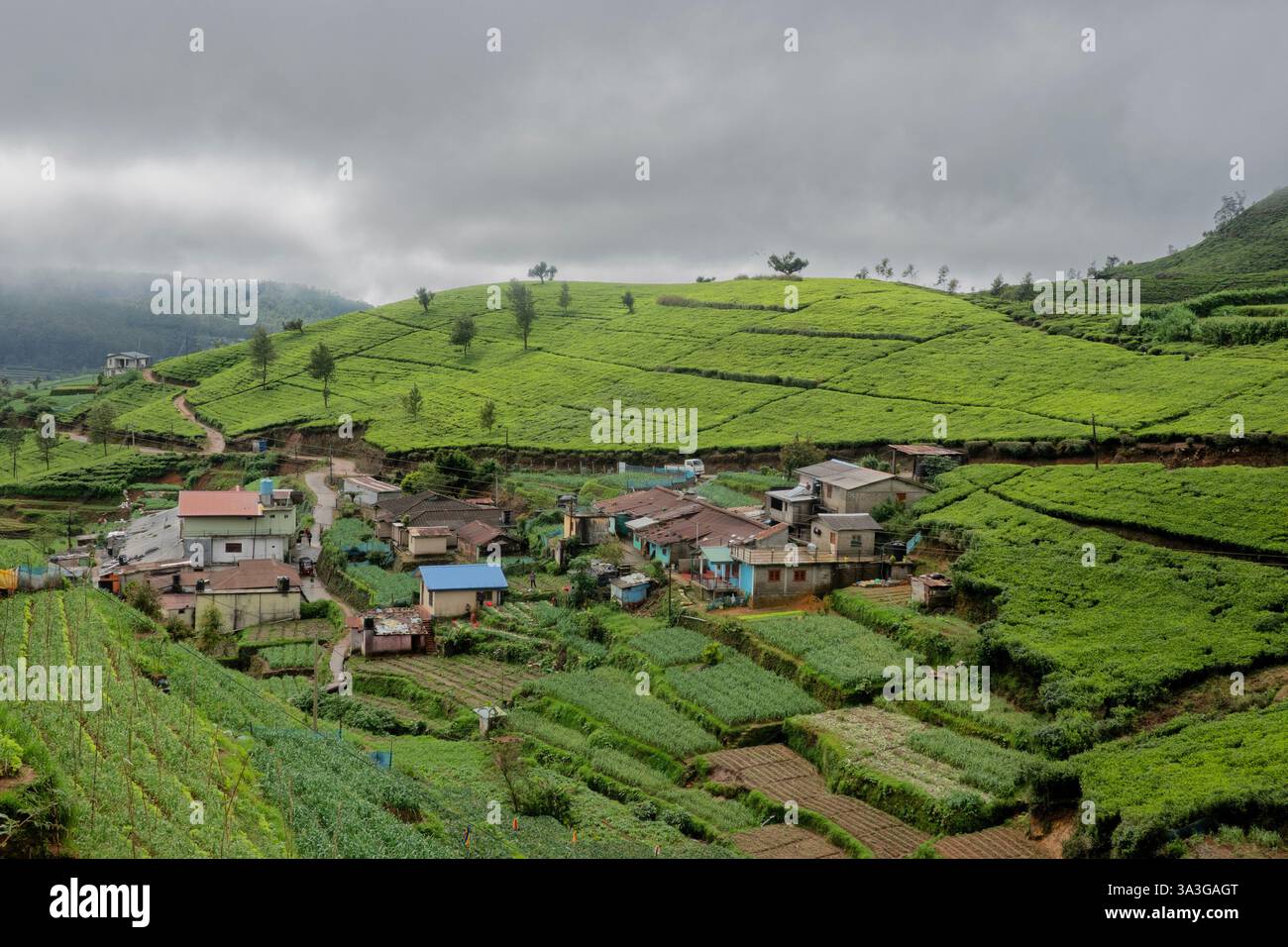 Wunderschönes nebeliges Teeland am Pekoe Trail, Nuwara Eliya, Sri Lanka Stockfoto