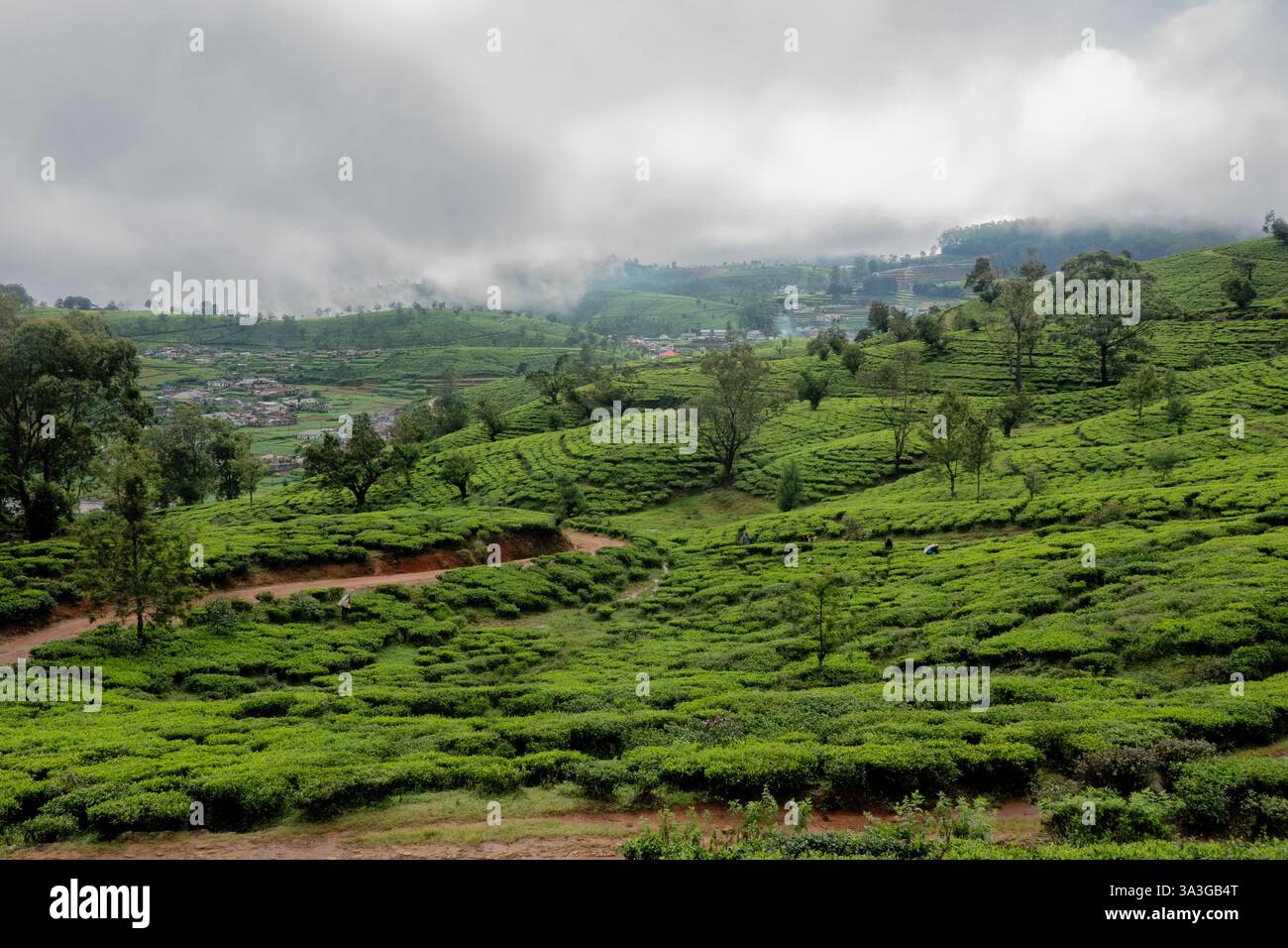 Wunderschönes Teeland am Pekoe Trail, Nuwara Eliya, Sri Lanka Stockfoto