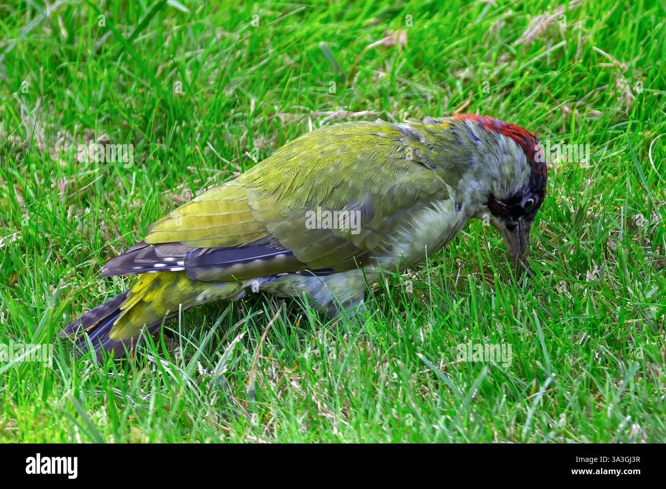 Green Woodpecker, Barnet, London, Großbritannien Stockfoto