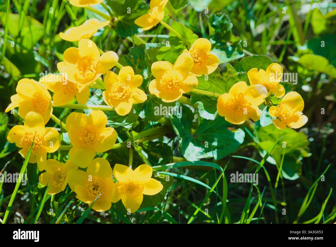 Die Blüte von Caltha palustris, auch bekannt als Sumpfmarigold oder Königskegel Stockfoto