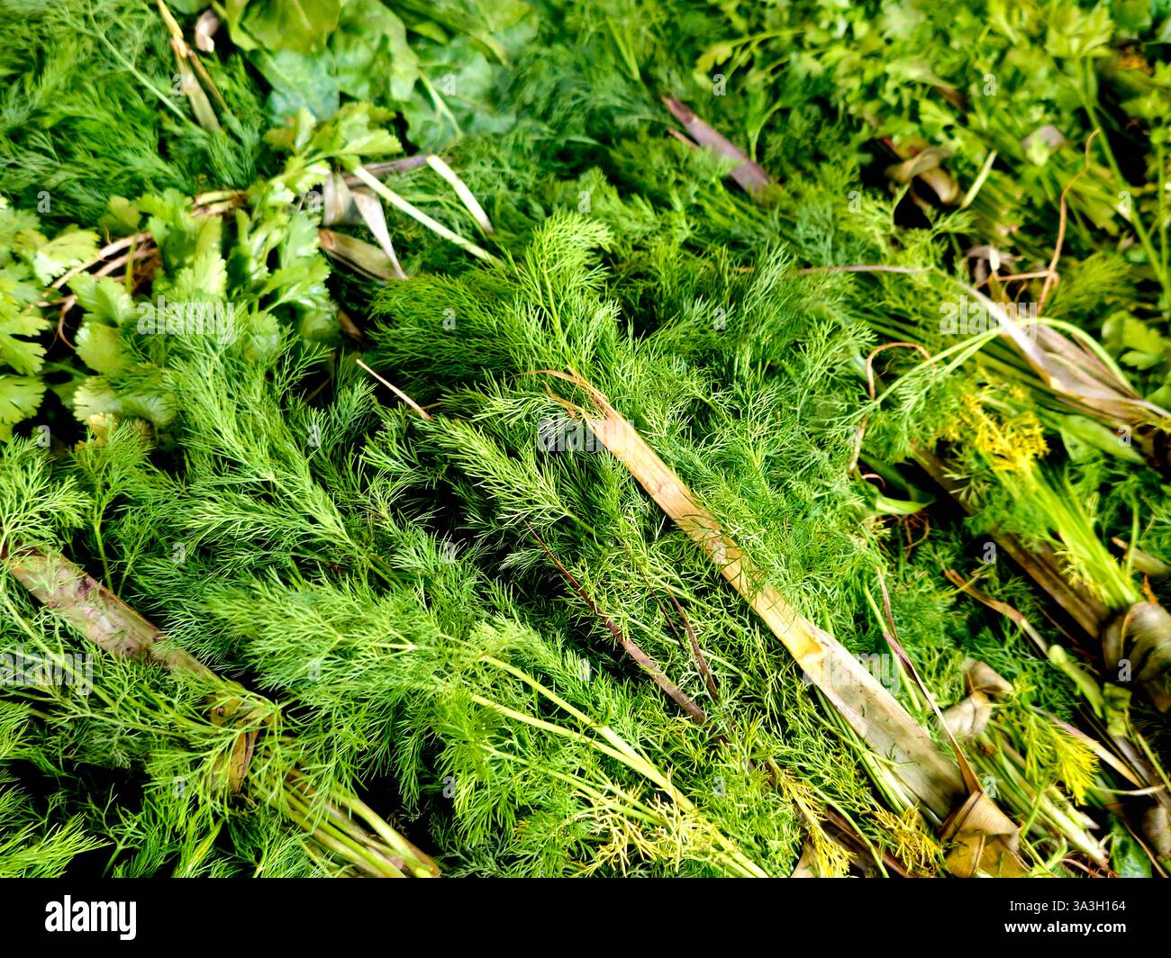 Apiaceae, Umbelliferae, ist eine Familie von überwiegend aromatischen blühenden Pflanzen, die nach der Gattung Apium, Petersilie, oder einfach nur als Umbellifer, dil, benannt sind Stockfoto