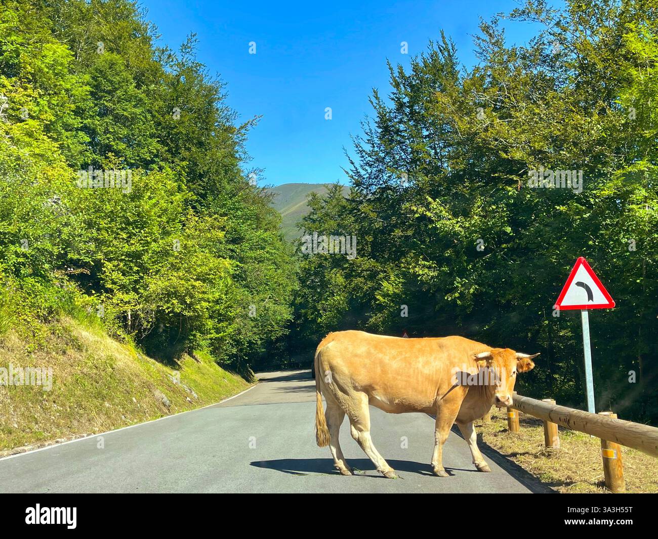 Kuh mitten auf der Straße. Kantabrien, Spanien. Stockfoto