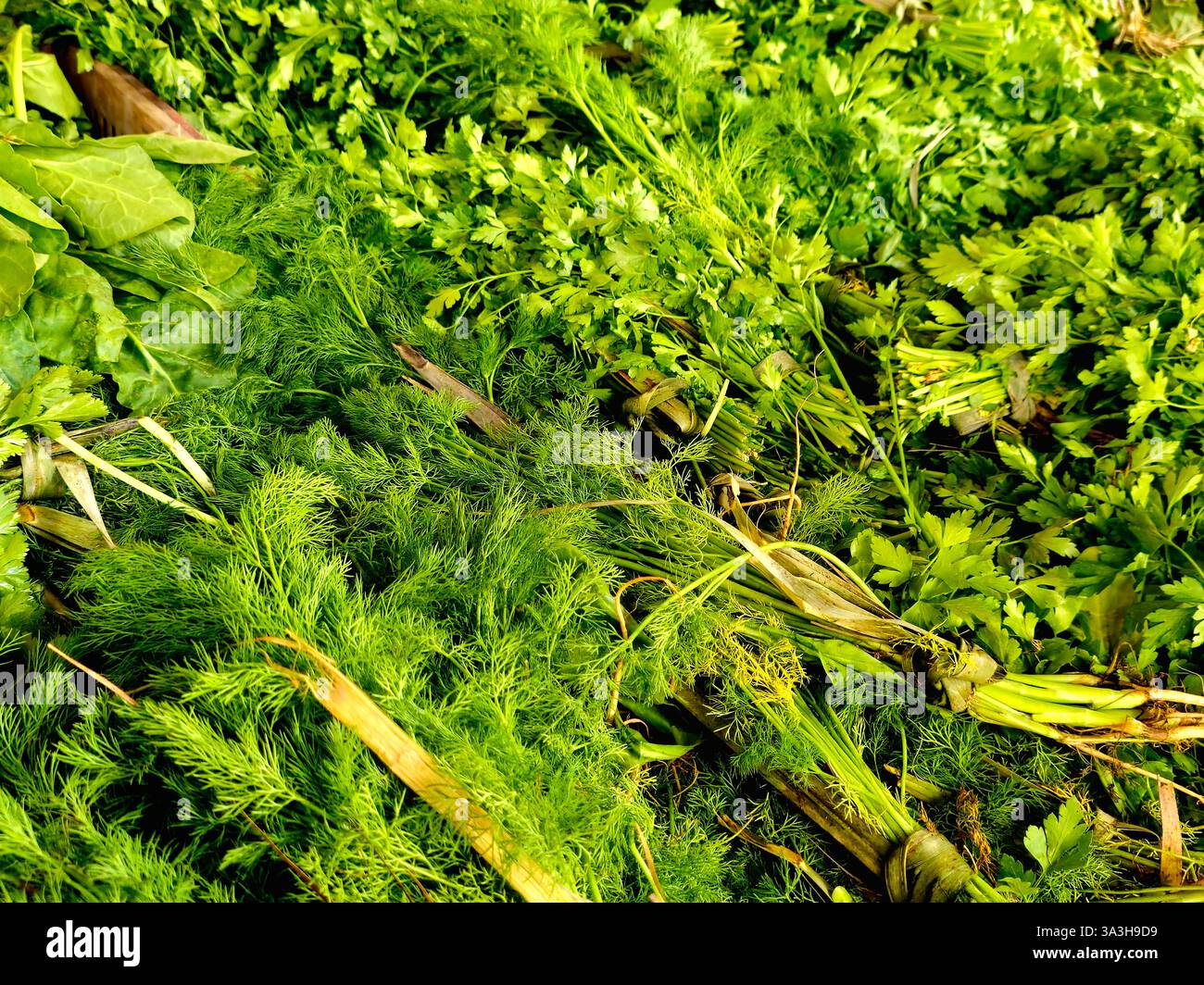 Apiaceae, Umbelliferae, ist eine Familie von überwiegend aromatischen blühenden Pflanzen, die nach der Gattung Apium, Petersilie, oder einfach nur als Umbellifer, dil, benannt sind Stockfoto