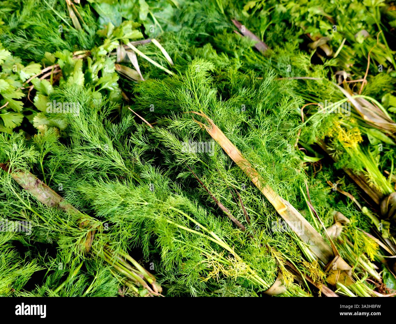 Apiaceae, Umbelliferae, ist eine Familie von überwiegend aromatischen blühenden Pflanzen, die nach der Gattung Apium, Petersilie, oder einfach nur als Umbellifer, dil, benannt sind Stockfoto