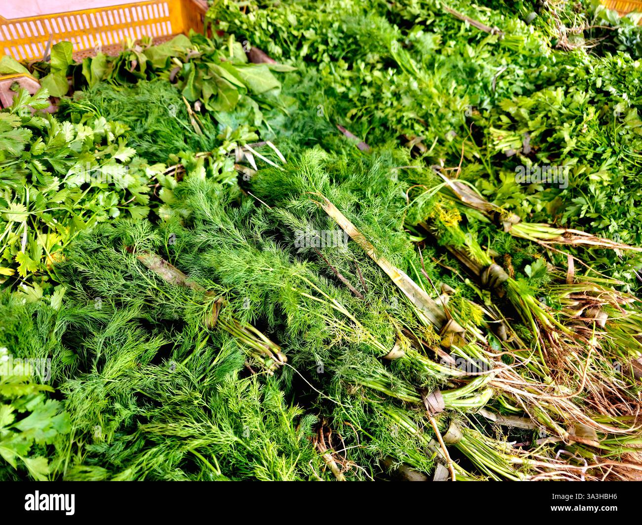 Apiaceae, Umbelliferae, ist eine Familie von überwiegend aromatischen blühenden Pflanzen, die nach der Gattung Apium, Petersilie, oder einfach nur als Umbellifer, dil, benannt sind Stockfoto