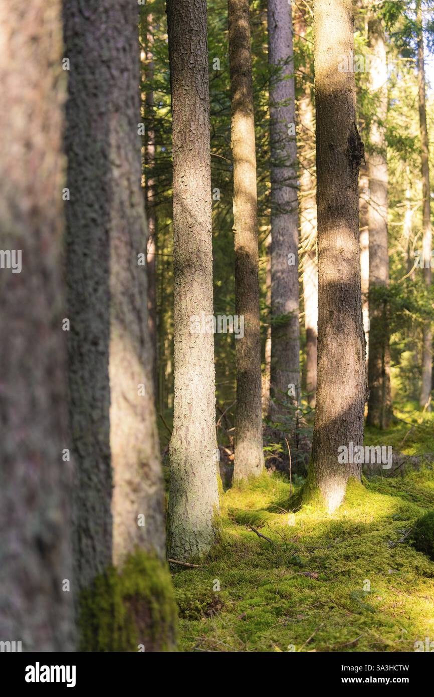 Sonnenlicht durchdringt einen ruhigen Wald und beleuchtet die Reihen von Baumstämmen, Bezirk Calw, Schwarzwald, Deutschland, Europa Stockfoto
