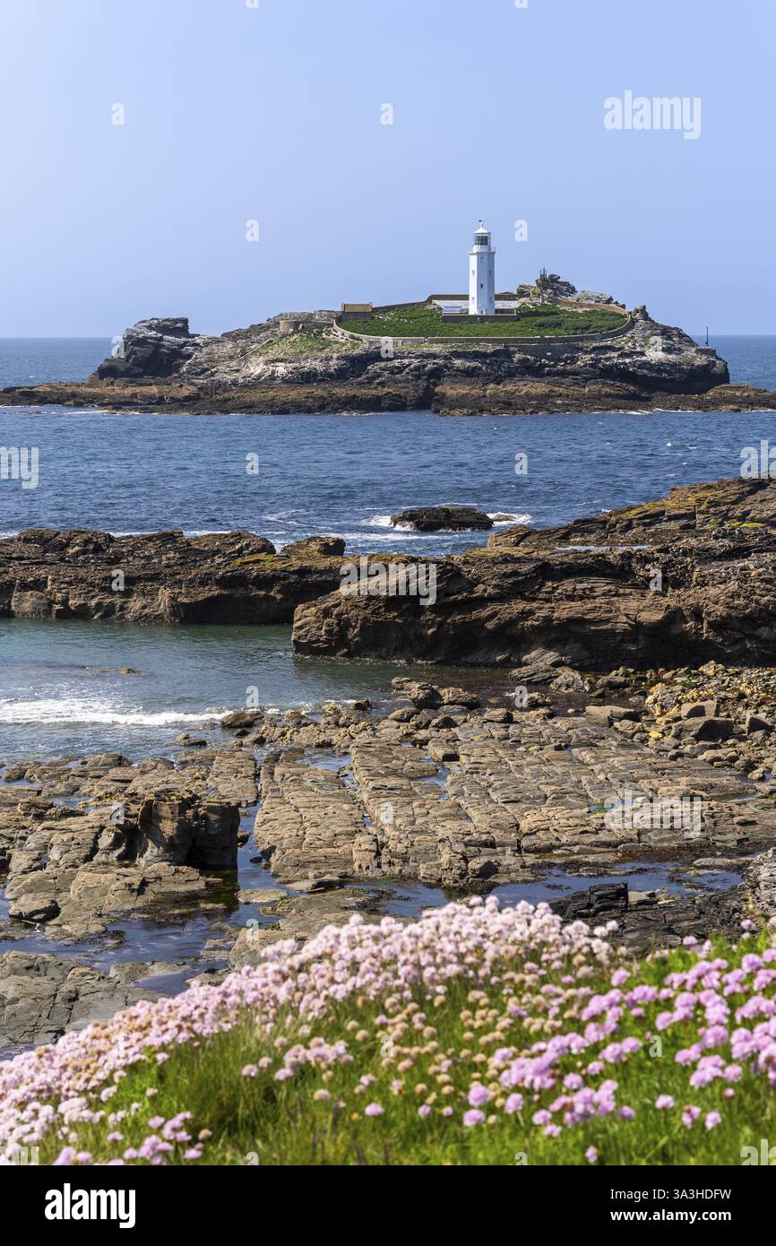 Godrevy Lighthouse, der Godrevy Lighthouse auf Godrevy Island im Meer. Gutes Wetter, blauer Himmel. Im Vordergrund blühende Seebarnationen (Armeria m Stockfoto
