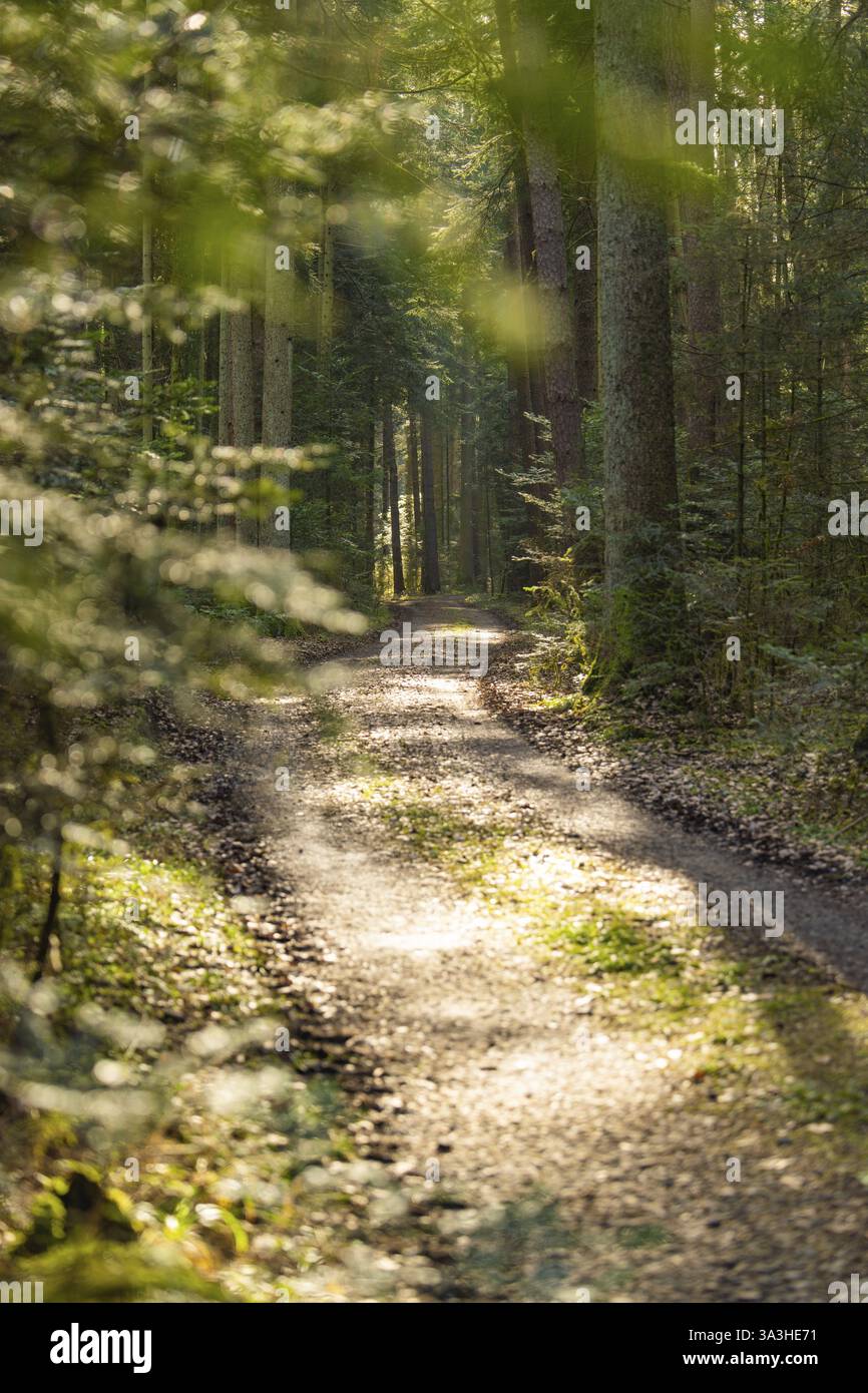 Waldweg mit Sonneneinstrahlung durch die Bäume, ruhige Atmosphäre, Bezirk Calw, Schwarzwald, Deutschland, Europa Stockfoto
