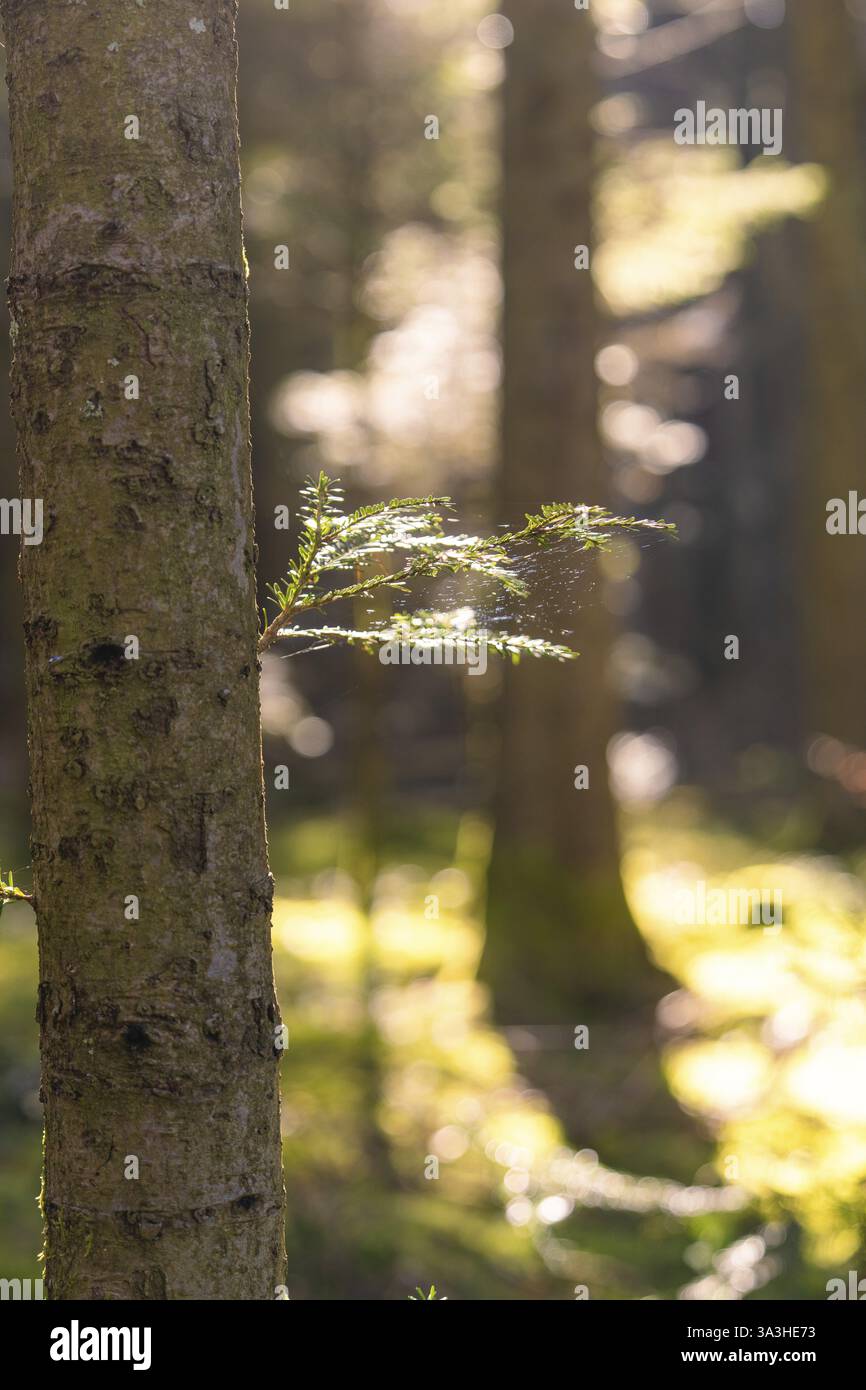 Ein Ast ragt aus einem Baum mit sanftem Licht und ruhiger Waldlandschaft, Bezirk Calw, Schwarzwald, Deutschland, Europa Stockfoto