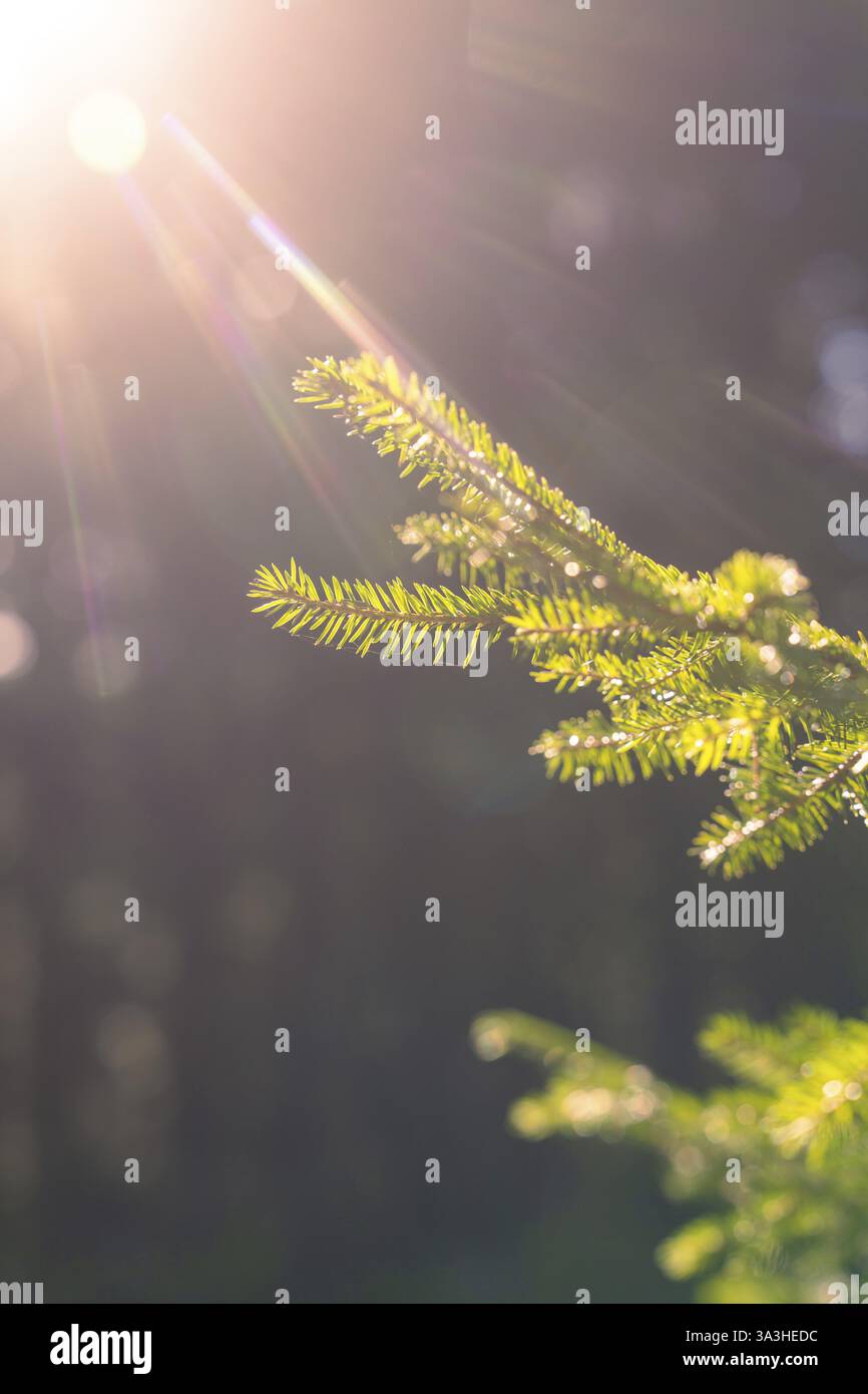 Nadelzweig in warmem Sonnenlicht für eine sanfte und ruhige Atmosphäre, Bezirk Calw, Schwarzwald, Deutschland, Europa Stockfoto