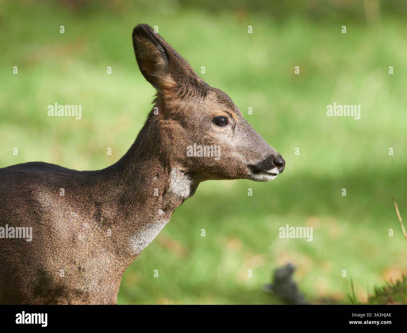 Reh-Hirsch (Capreolus capreolus) im Wald, Inverness-shire, Scottish Highlands, Großbritannien Stockfoto