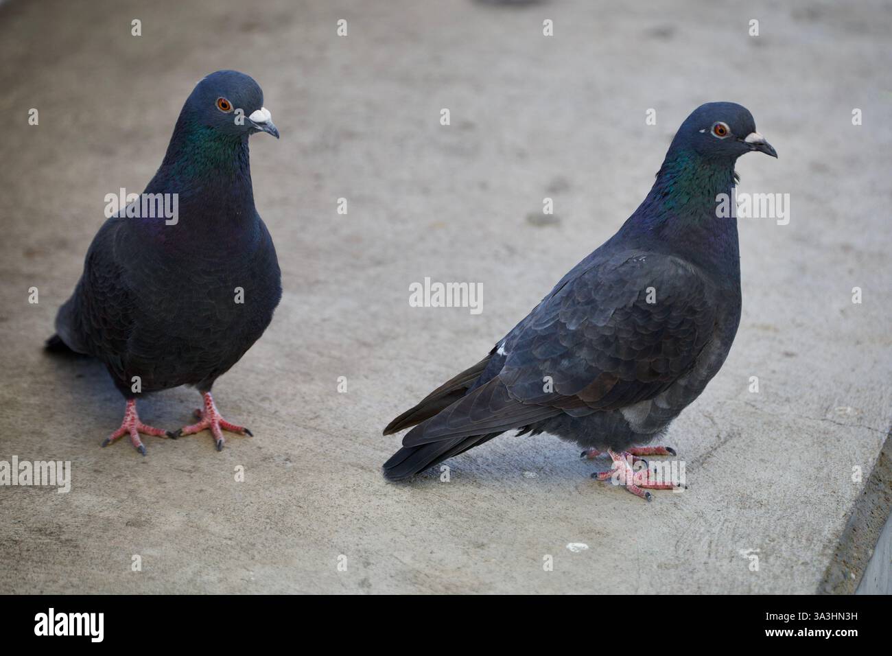 Mainz, Deutschland. März 2025. Ein paar Tauben. Stockfoto