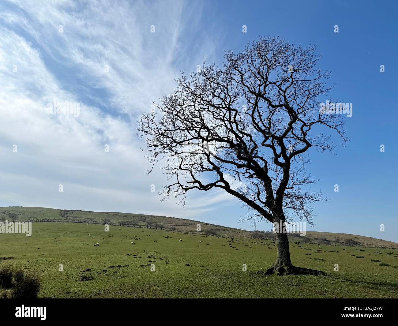 Ein einziger nackter Baum auf Nicky Nook fiel in der Nähe von Scorton in Lancashire Stockfoto