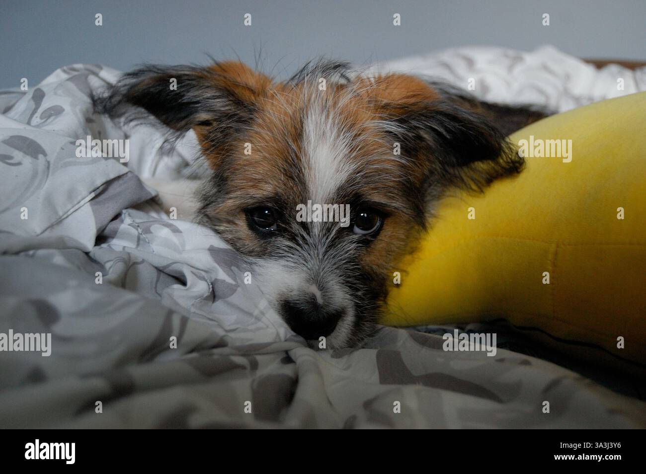 Ein kleiner Shih Tzu-Hund, der friedlich auf einer weichen, weichen Oberfläche schläft, in einer warmen und gemütlichen Umgebung. Stockfoto