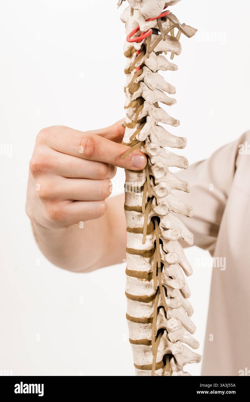 Wirbelsäulen- oder Rückgradmodell mit Knochen, Muskeln, Sehnen und anderem Gewebe auf weißem Hintergrund. Die Wirbelsäule umschließt das Rückenmark und die Flüssigkeit Stockfoto