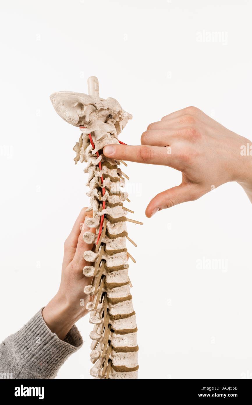 Wirbelsäulen- oder Rückgradmodell mit Knochen, Muskeln, Sehnen und anderem Gewebe auf weißem Hintergrund. Die Wirbelsäule umschließt das Rückenmark und die Flüssigkeit Stockfoto