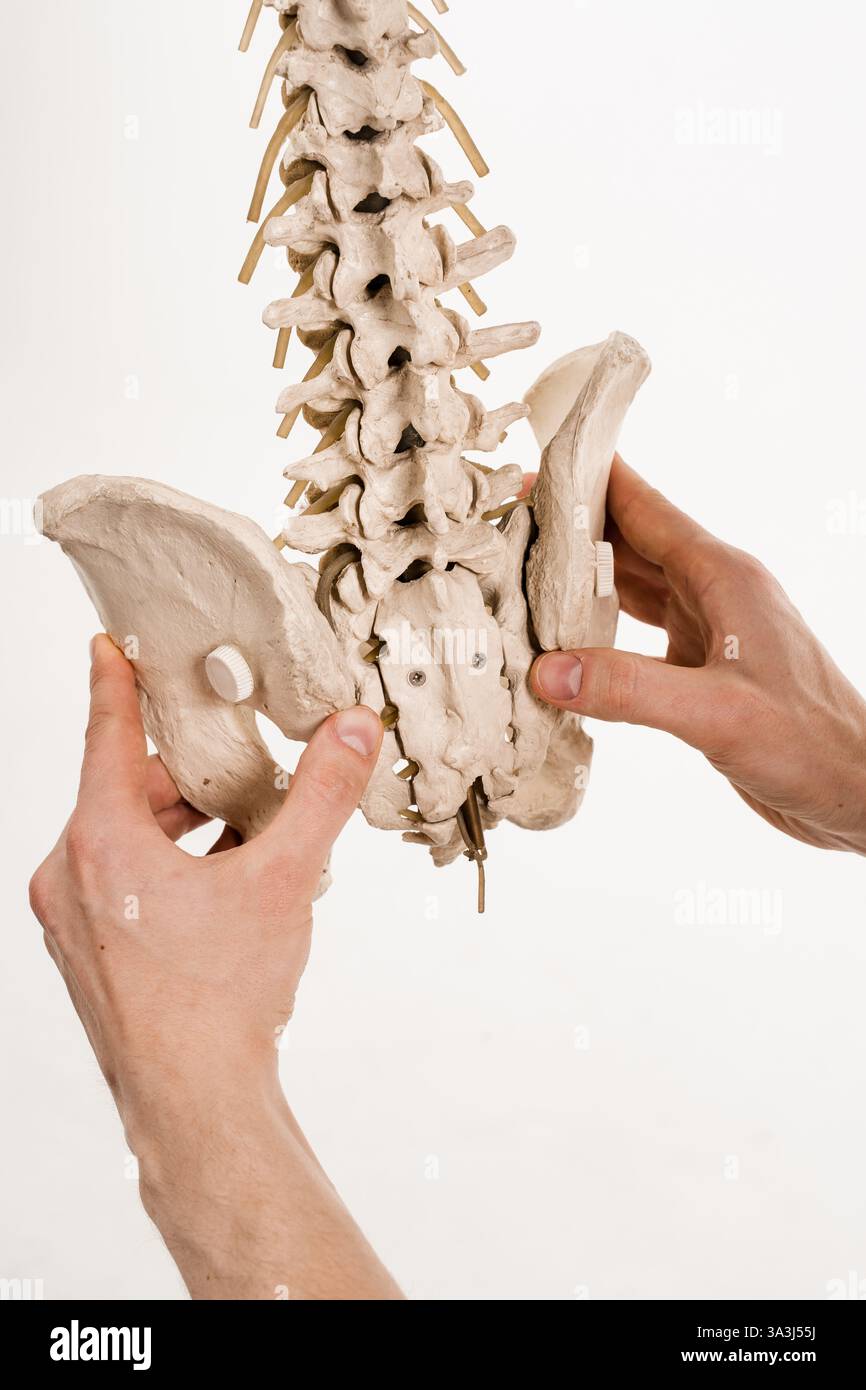 Wirbelsäulen- oder Rückgradmodell mit Knochen, Muskeln, Sehnen und anderem Gewebe auf weißem Hintergrund. Die Wirbelsäule umschließt das Rückenmark und die Flüssigkeit Stockfoto
