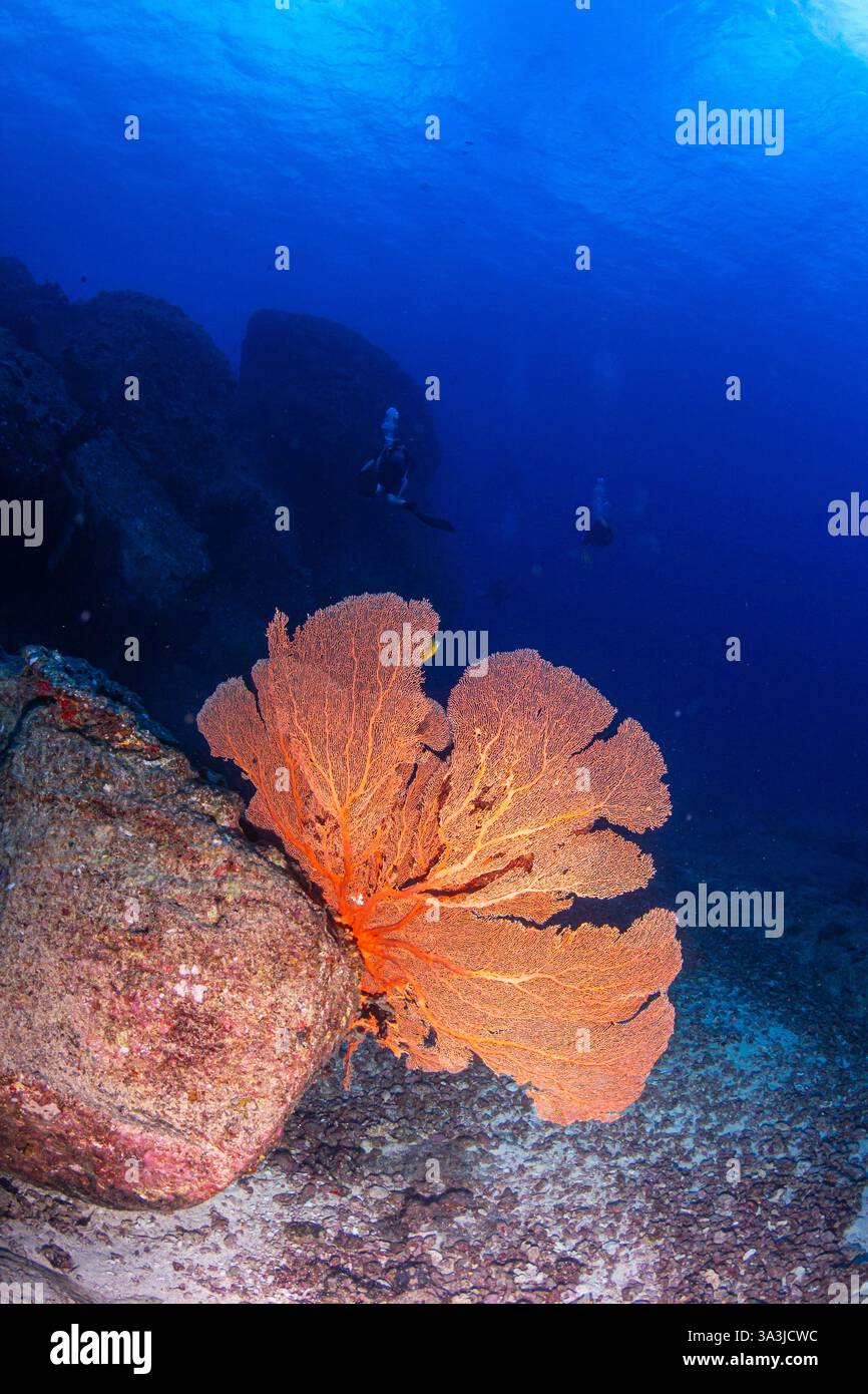 Bilder vom Tauchen auf der Insel Mauritius, Tauchplatz Whale Rock, Pereybere Stockfoto