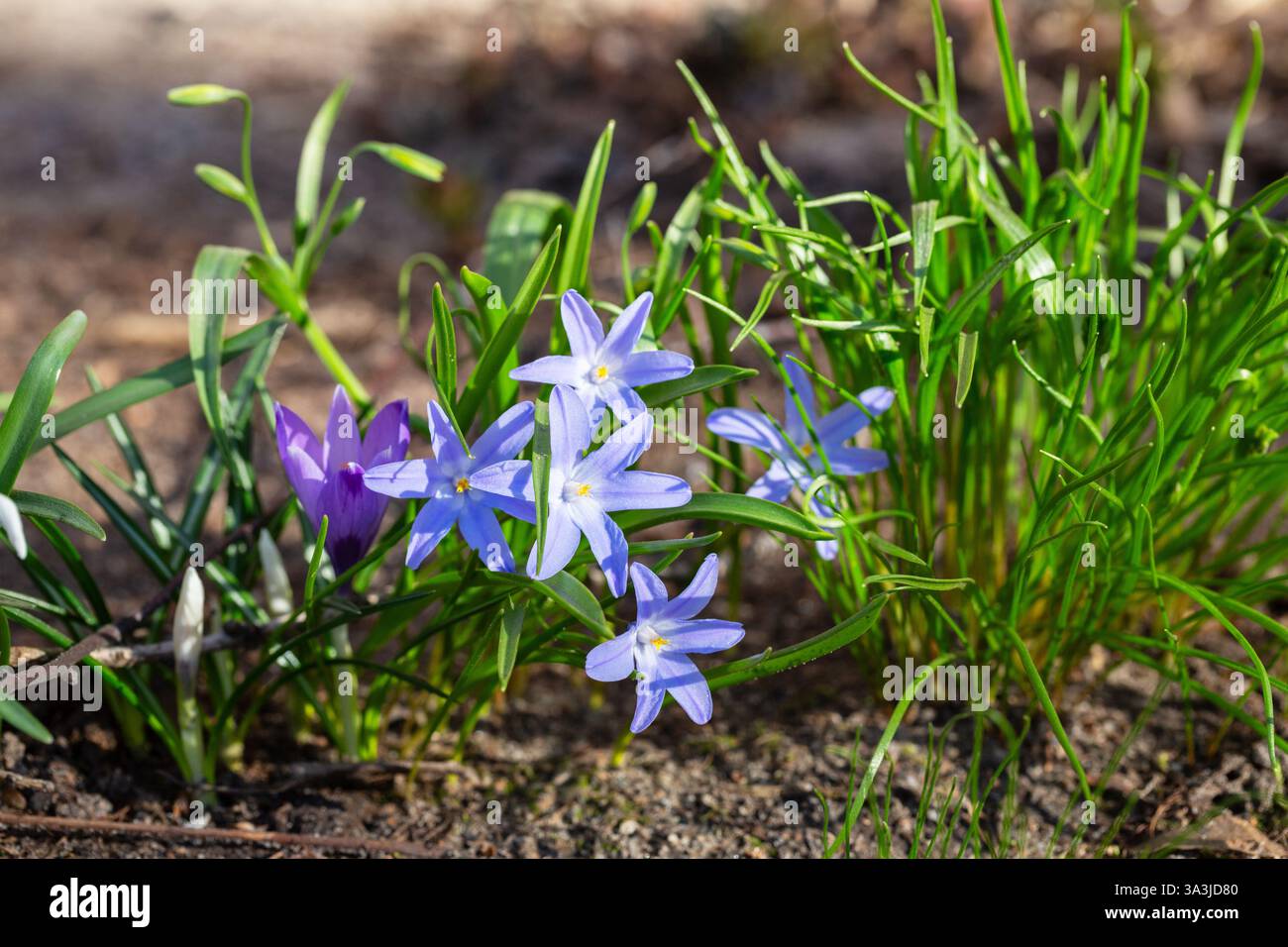 Scilla luciliae ist eine blühende Pflanze in der Familie der Sparagaceae, Scilla Sekt Chionodoxa, Bossiers Pracht des Schnees oder Luciles Pracht des Schnees in Sprin Stockfoto