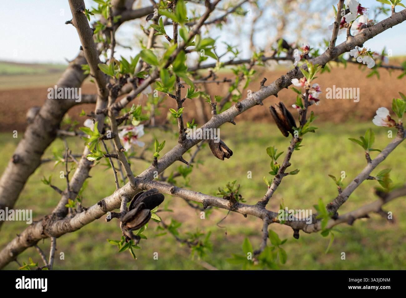 Ein ruhiger Obstgarten mit Mandelbäumen in voller Blüte, der die Luft mit einem süßen blumigen Duft erfüllt. Stockfoto