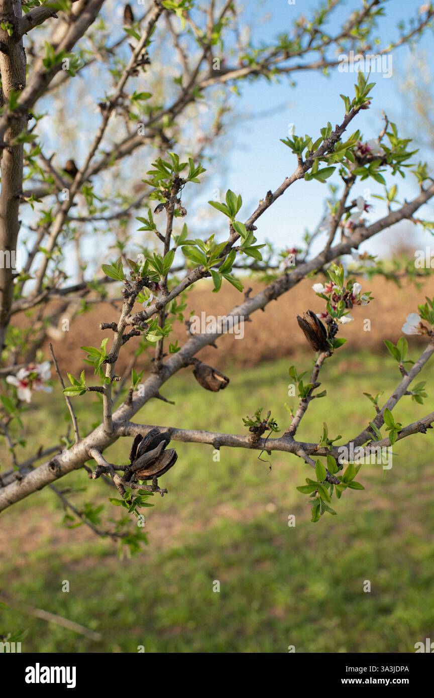 Ein ruhiger Obstgarten mit Mandelbäumen in voller Blüte, der die Luft mit einem süßen blumigen Duft erfüllt. Stockfoto