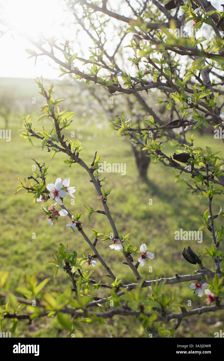 Ein ruhiger Obstgarten mit Mandelbäumen in voller Blüte, der die Luft mit einem süßen blumigen Duft erfüllt. Stockfoto