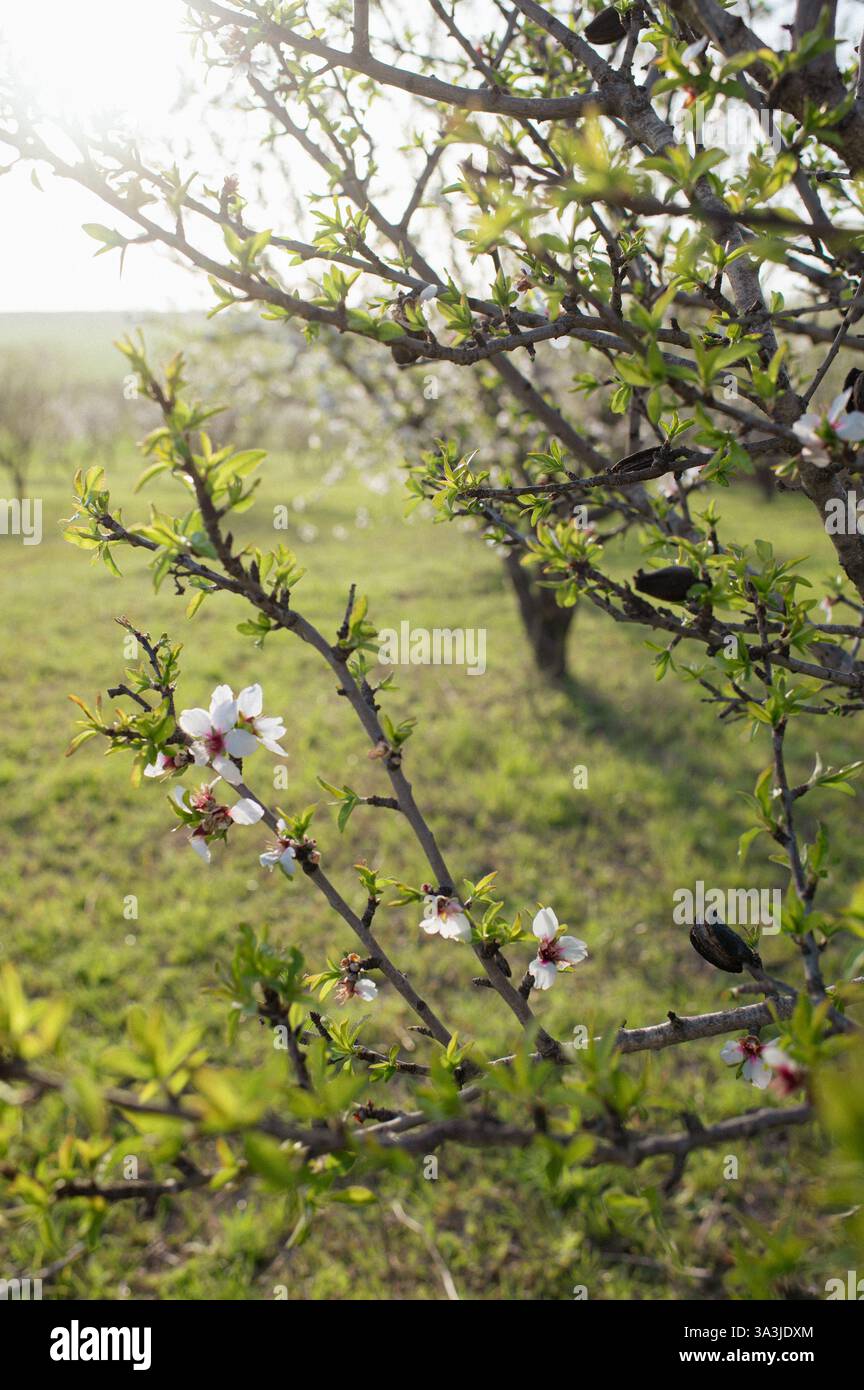 Ein ruhiger Obstgarten mit Mandelbäumen in voller Blüte, der die Luft mit einem süßen blumigen Duft erfüllt. Stockfoto