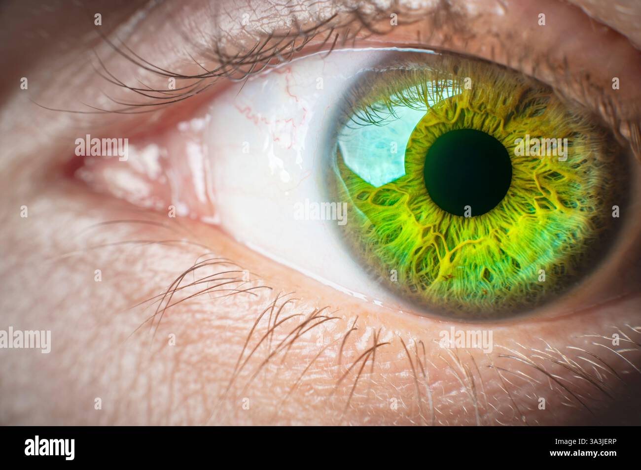 Makrofotografie Auge detaillierte Iris Nahaufnahme Studioaufnahmen Neonfarben überwiegend Gelbgrün Stockfoto