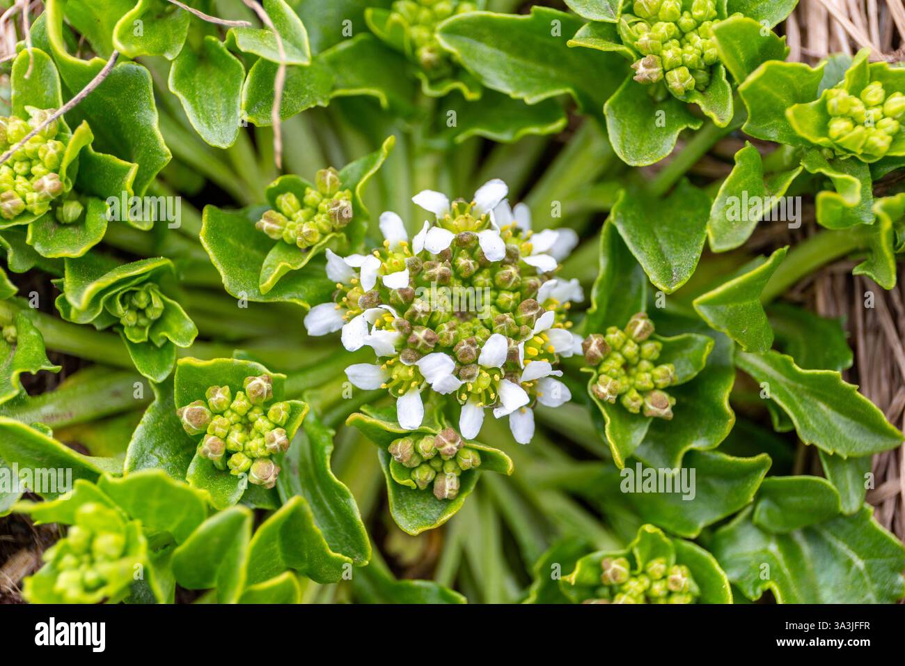 Cochlearia danica (dänisches Skurvygras) mit Blättern und weißen Blumen, wächst auf Latrabjarg Klippen in Island. Stockfoto