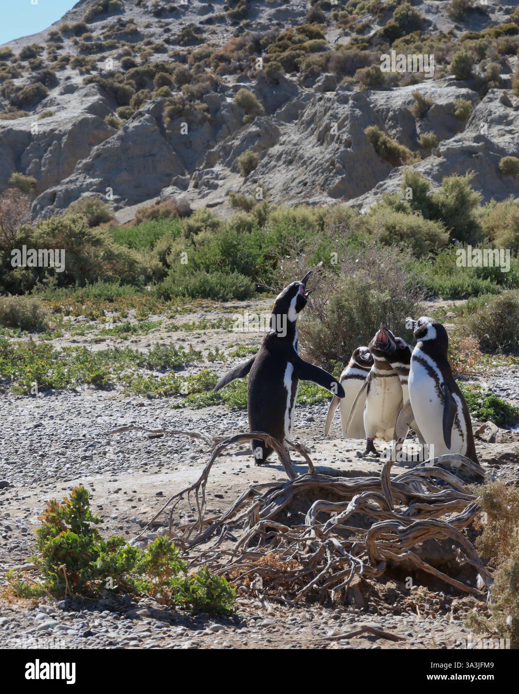 Magellan Pinguin Küken, Puerto Madryn, Patagonien. Stockfoto