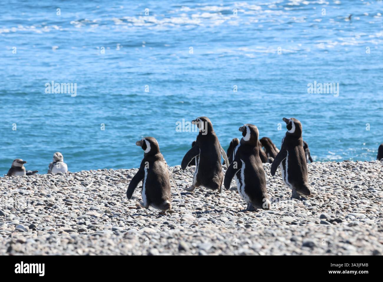 Magellan Pinguin Küken, Puerto Madryn, Patagonien. Stockfoto