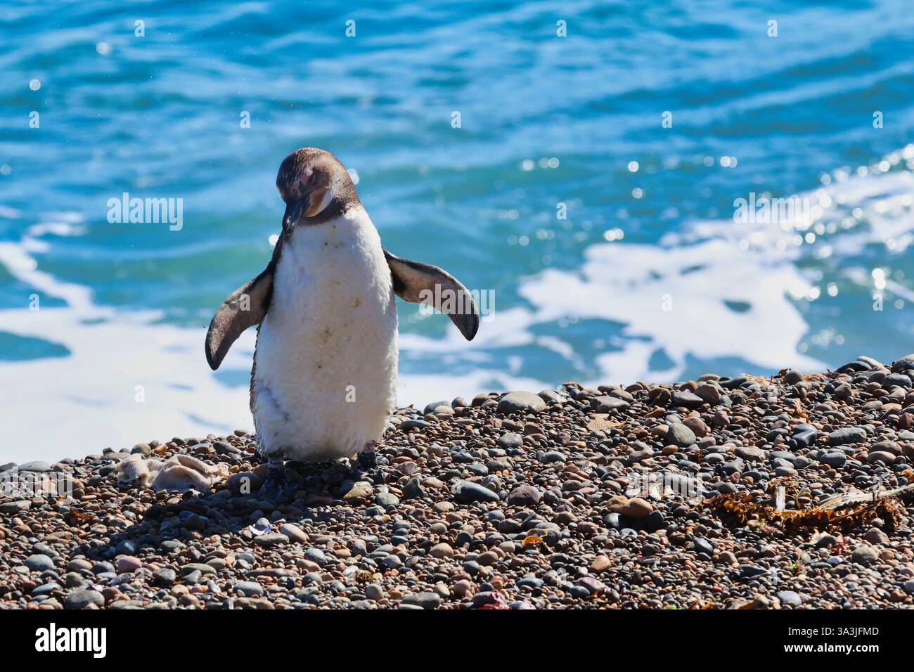 Magellan Pinguin Küken, Puerto Madryn, Patagonien. Stockfoto