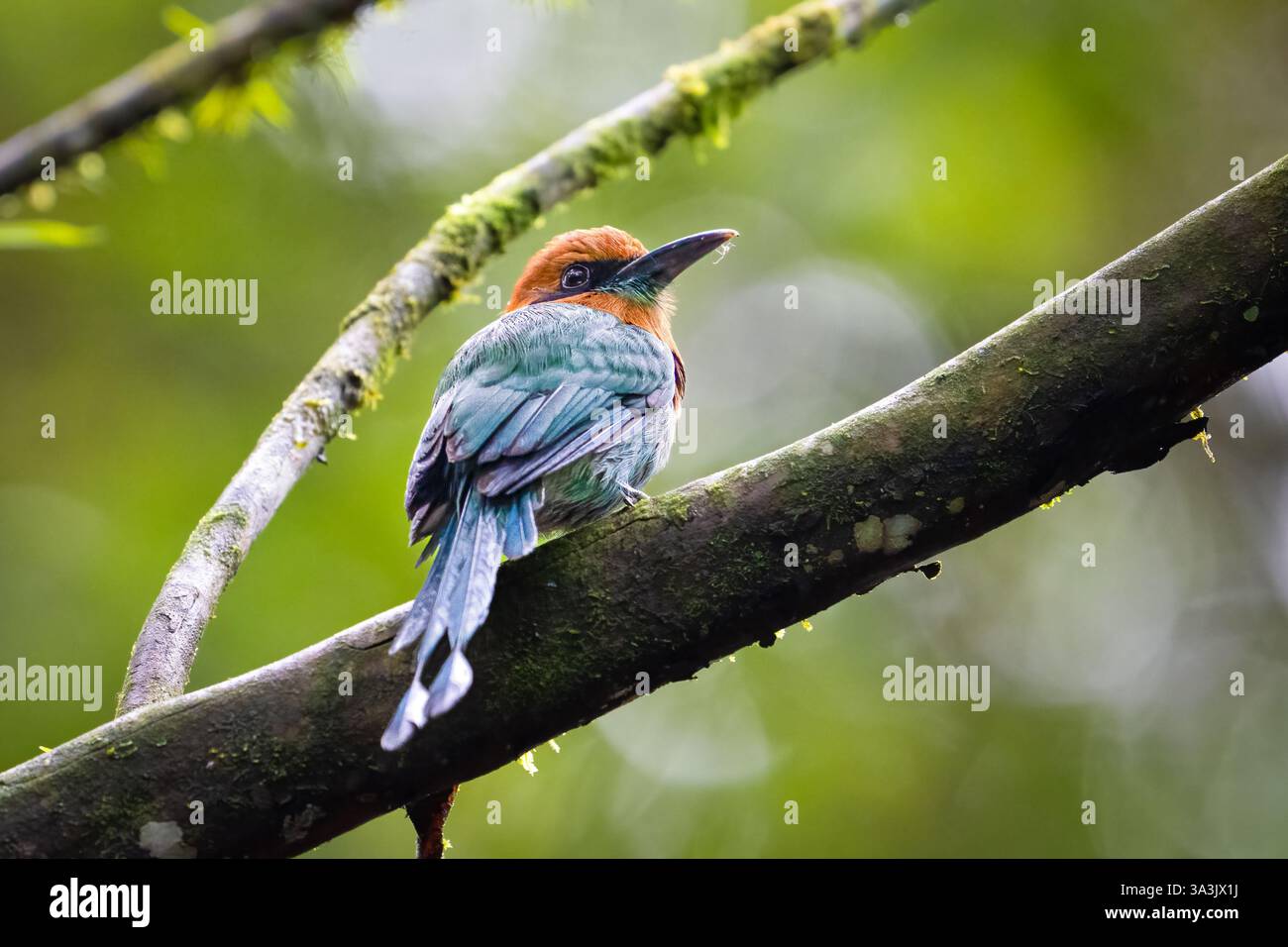 Das Breitschnabel-Motmot Electron platyrhynchum ist ein Vogel der Familie der Momotidae Stockfoto