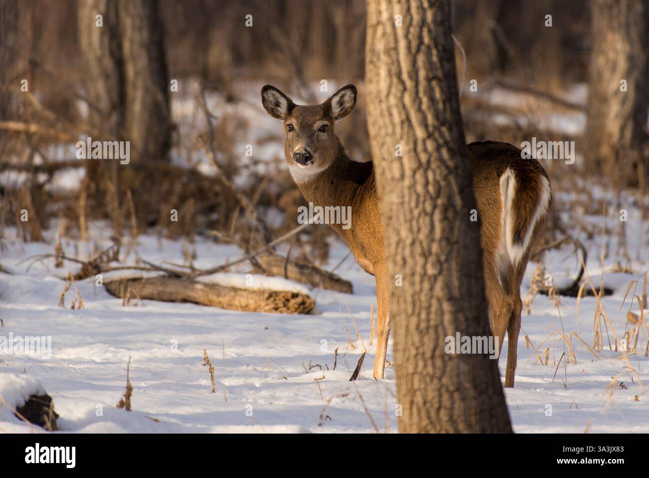 Weißwedelhirsche beobachten in einem verschneiten Wald, der zwischen Bäumen rollt Stockfoto