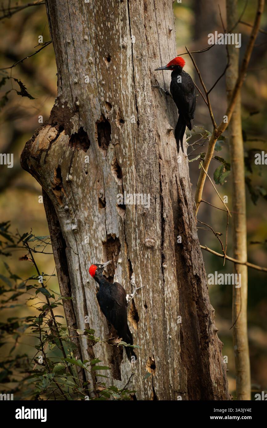 Weißbauchspecht oder großer Schwarzspecht - Dryocopus javensis zwei Vögel aus immergrünen Wäldern im tropischen Asien. Schwarzer Vogel mit rotem Kopf und Stockfoto