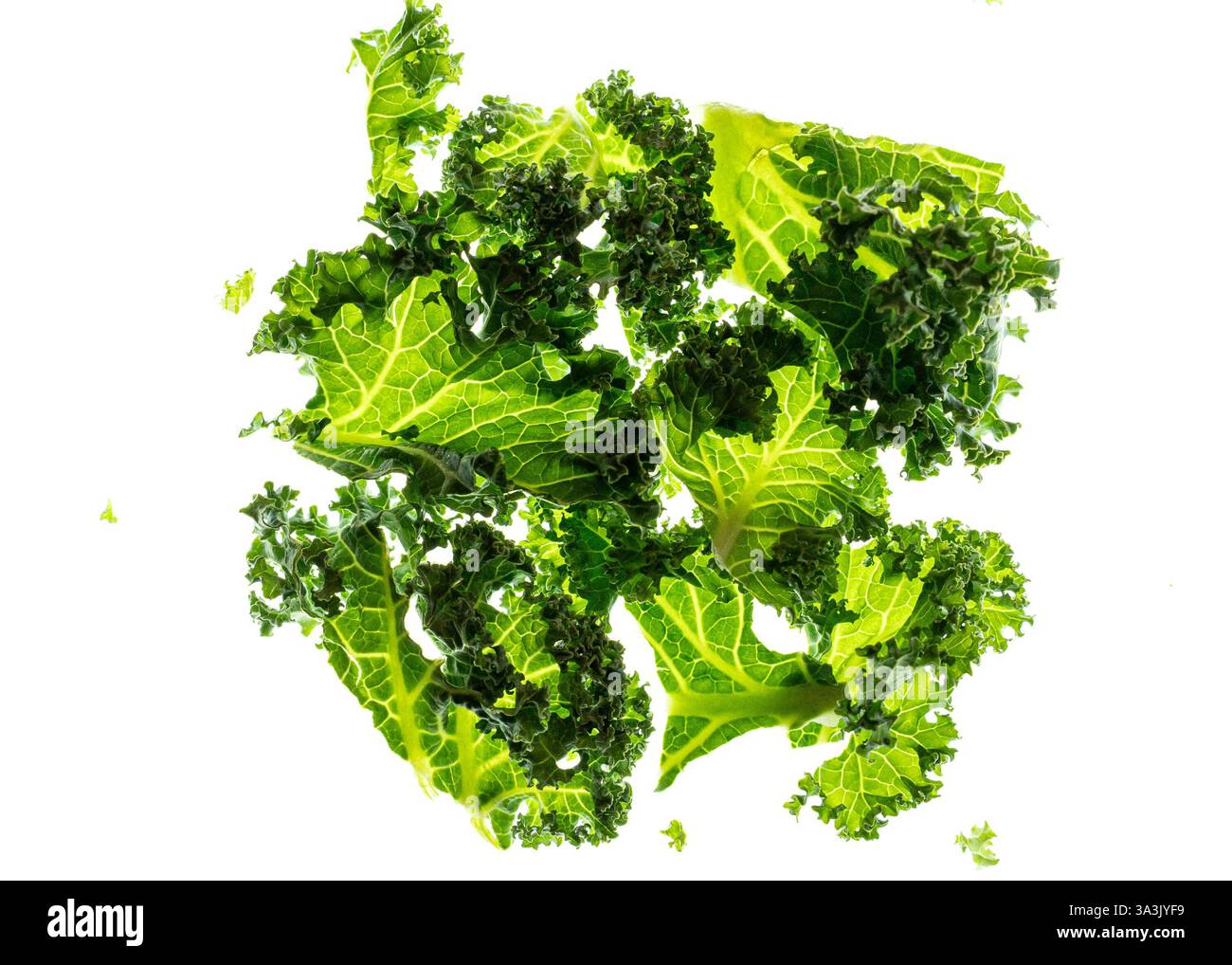 Frisches grünes Grünkohl auf weißem Hintergrund Stockfoto