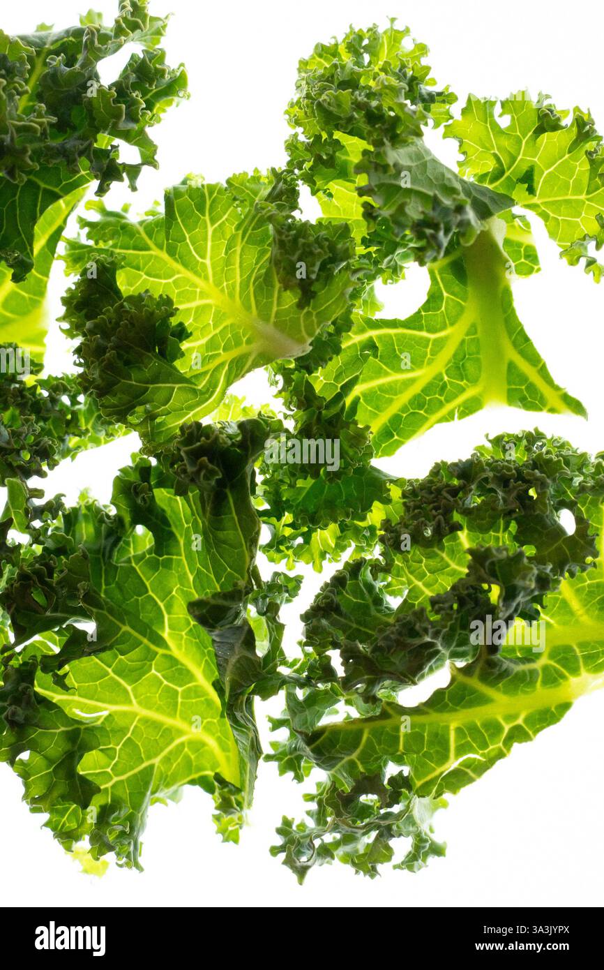 Frisches grünes Grünkohl auf weißem Hintergrund Stockfoto