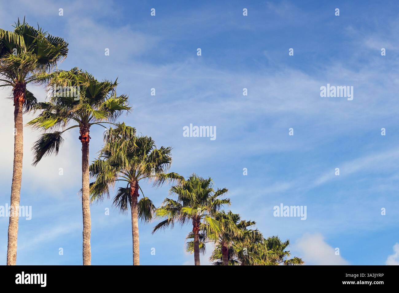 Eine Reihe tropischer Palmen, die vor einem blauen Himmel isoliert sind. Reise- und Urlaubskonzept. Kopierbereich. Stockfoto