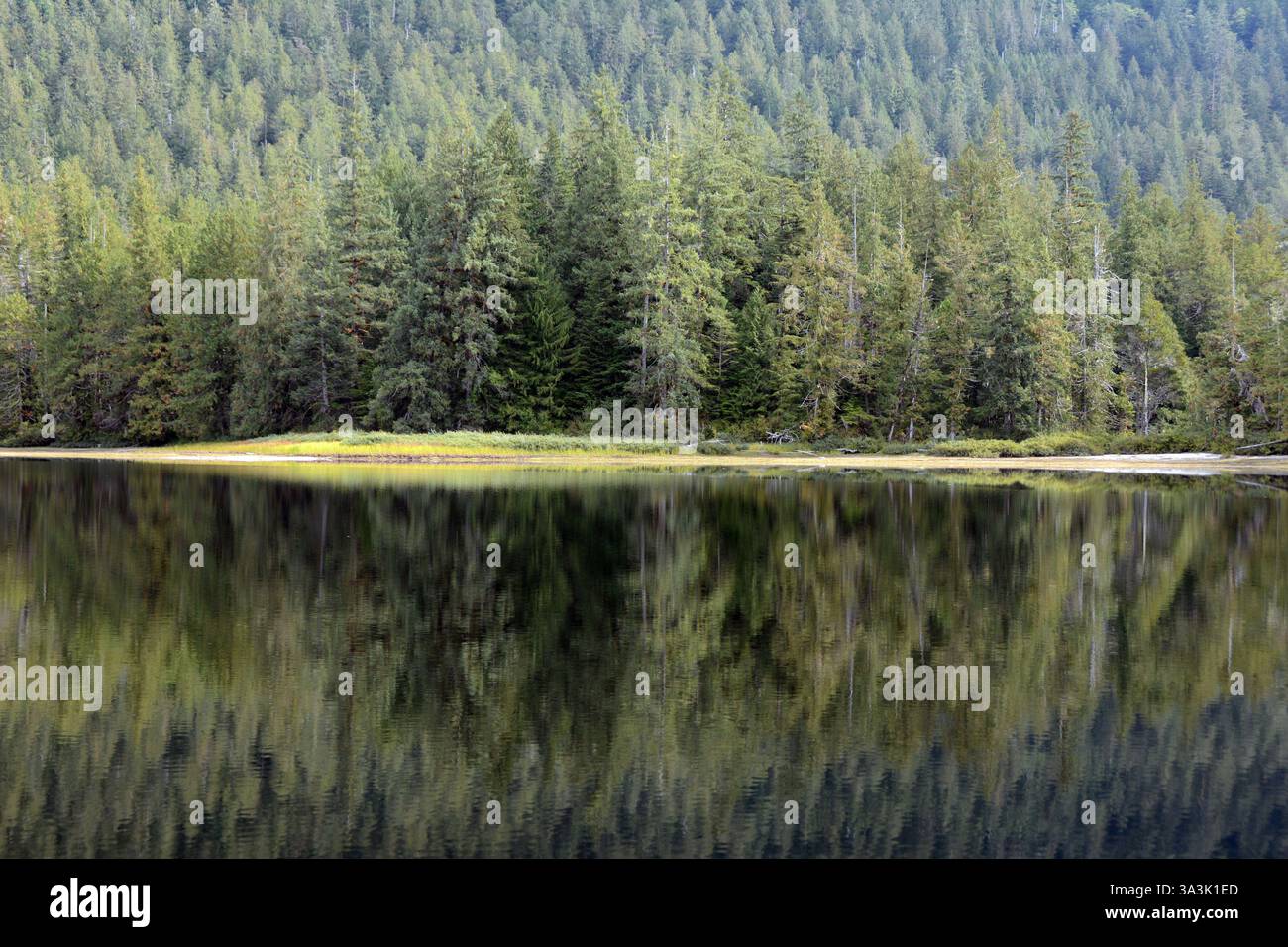 Ein Nadelhain spiegelt sich in den stillen Gewässern eines Sees in der Great Bear Rainforest Region an der zentralen Küste von British Columbia, Kanada. Stockfoto