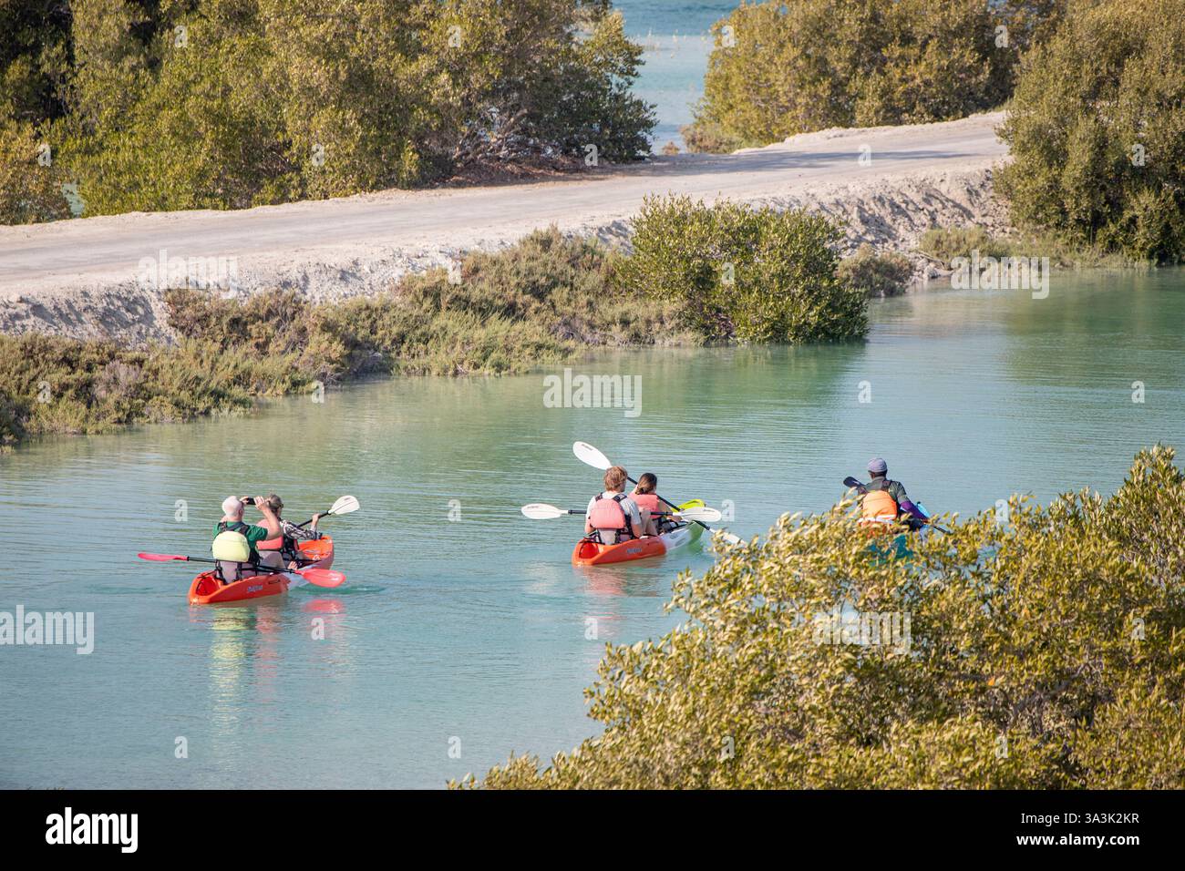 18. Januar 2025, Abu Dhabi, VAE: Touristen paddeln Kajaks im ruhigen Wasser des Jubail Mangrove Park, umgeben von üppigen Bäumen Stockfoto