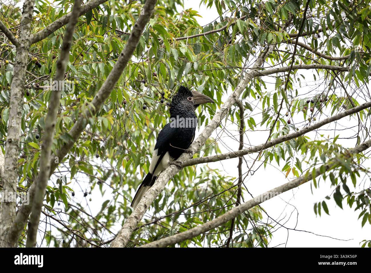Schwarz-weiß-gekuppelter Nashornschnabel in der Nähe des Nestes. Nashornvogel im Regenwald. Safari in Uganda. Stockfoto