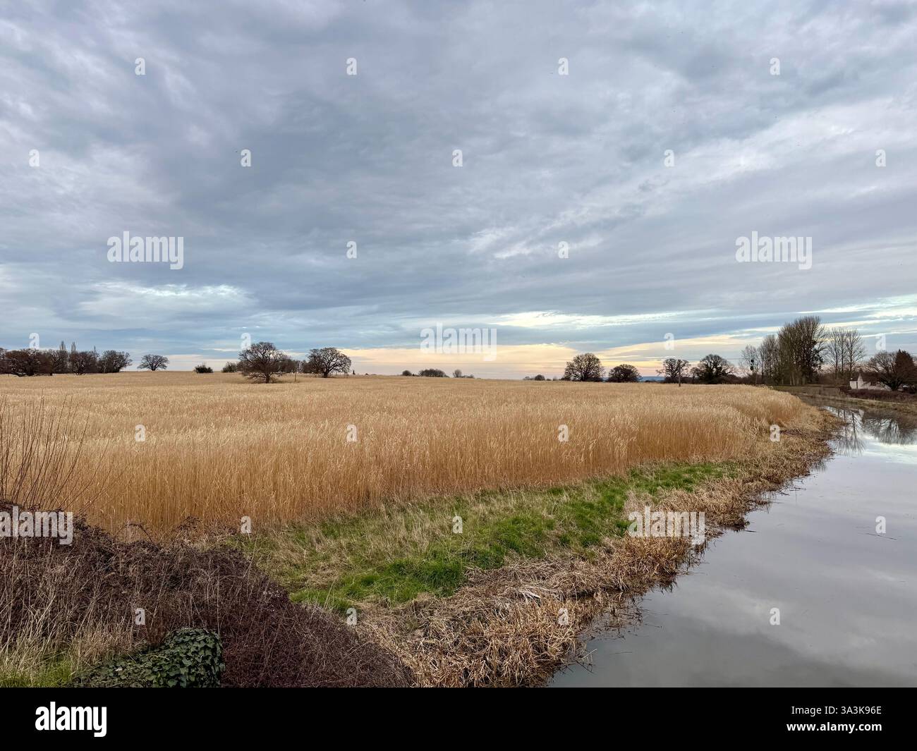Reed Beds am Bridgewater und Taunton Canal auf den Somerset Levels - Smartphone-aufgenommenes Stockfoto